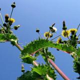 0510G 16 BKarlshafen-Hameln